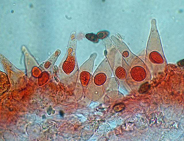 Psathyrella gossypina   (Bull.)   A. Pearson & Dennis